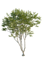 Obraz premium Zelkova serrata tree front view, cutout, transparent background, 4k isolate, Vibrant green tree with lush foliage isolated for landscape design needs