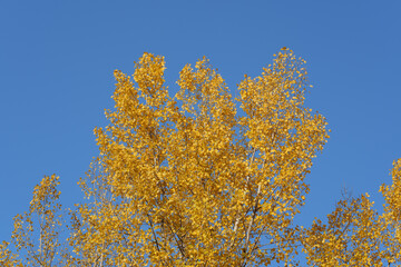 Fototapeta premium Golden Yellow Poplar Leaves Against a Clear Blue Sky in Autumn