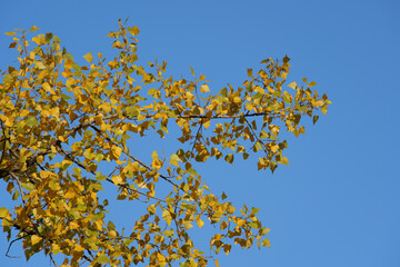 Golden Yellow Poplar Leaves Against a Clear Blue Sky in Autumn