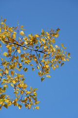 Golden Yellow Poplar Leaves Against a Clear Blue Sky in Autumn