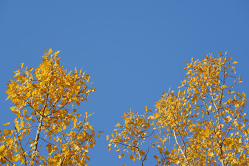 Golden Yellow Poplar Leaves Against a Clear Blue Sky in Autumn
