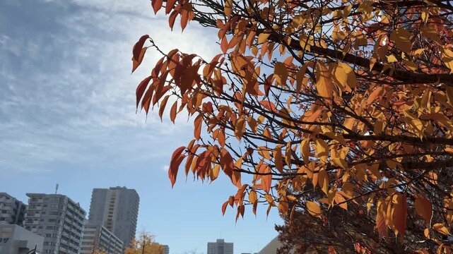秋の空の下で風に揺れる木の葉