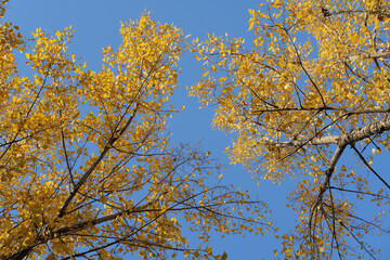 Golden Yellow Poplar Leaves Against a Clear Blue Sky in Autumn