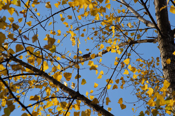 Golden Poplar Leaves with Perched Mourning Dove Against Clear Blue Sky