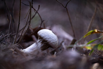 A beautiful mushroom growing on a fallen tree stump. Early spring scenery in parkland in Latvia, Europe.