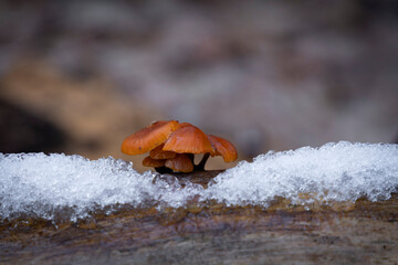 A beautiful mushroom growing on a fallen tree stump. Early spring scenery in parkland in Latvia, Europe.