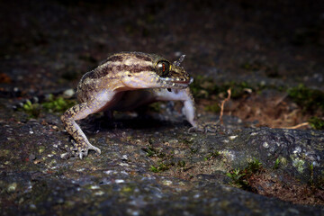 Marbled Bent-toed Gecko (Cyrtodactylus marmoratus), expertly camouflaged against a rough, Marbled Bent-toed Gecko (Cyrtodactylus marmoratus) Blending with Rocky Surface