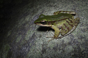 a Odorrana hosii frog seen close up on a ground at night, Hose's frog (Odorrana hosii) is a true frog species with a wide range in Southeast Asia