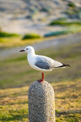 Seagulls soaring and resting peacefully in a serene natural setting.
