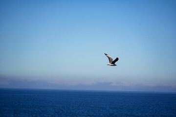 Seagulls soaring and resting peacefully in a serene natural setting.