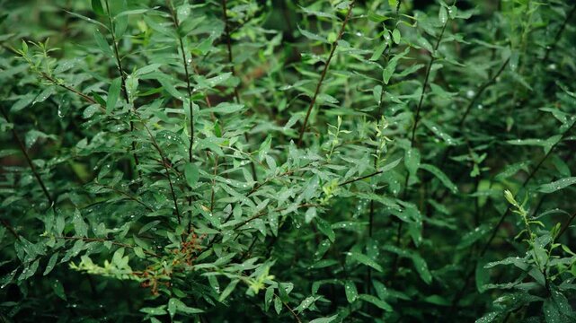 The green leaves of the bushes are taken in close-up. Shooting a live plant