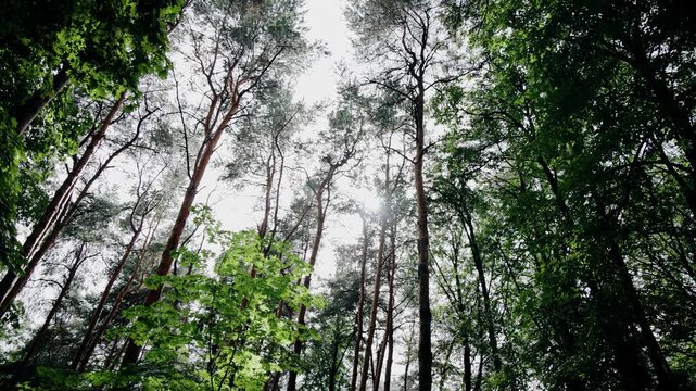 The branches of the trees reach out to the light in the dense forest. Bottom-up shooting