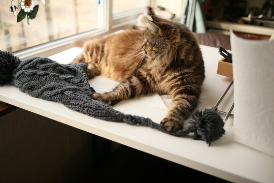 Domestic tabby cat lounging with knitted hat on windowsill - Powered by Adobe