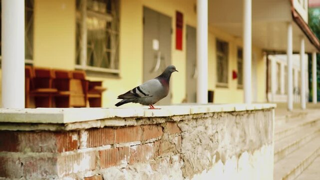 A pigeon walks alone on the parapet near a building in the city. The camera captures the bird in close-up