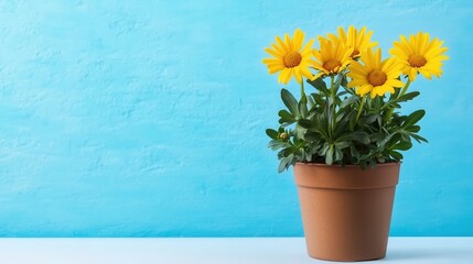 Yellow daisies in a terracotta pot against a blue background