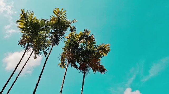 Tall coconut palm trees swaying gracefully in the wind against clear blue sky
