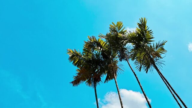 Tall coconut palm trees swaying gracefully in the wind against clear blue sky