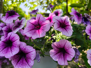 Purple petunias are grown in gardens for their decorative qualities. Petunias are a popular flower plant for garden decoration.