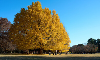 Obraz premium Brilliant Ginkgo Trees Under a Clear Blue Winter Sky at Hikarigaoka Park