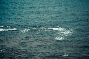 Obraz premium waves in the ocean