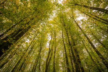 English forest with tall trees looking up to the sky