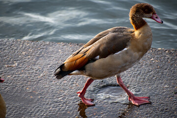 A close-up of an Egyptian Goose foraging for food on the waterfront of the river Trent in Nottingham, UK.