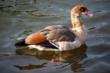 An Egyptian Goose paddling on the water of the river Trent in Nottingham, UK.