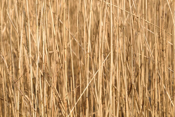 Dry reed texture with vertical rhythm and seasonal stillness