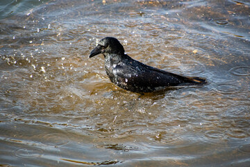 Fototapeta premium A Black Carrion Crow taking a bath in the water on the river Trent in Nottingham, UK.
