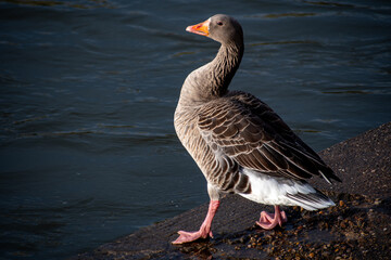 A close-up view of  a Greylag Goose standing on the waterfront on the river Trent in Nottingham, UK.