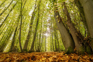 English forest from the leafy floor to the sky with tall trees