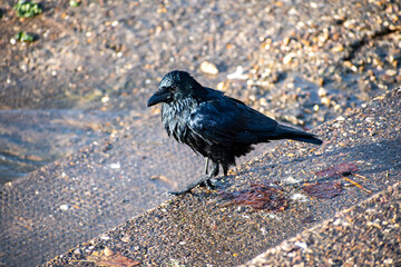 A close-up view of a Carrion Crow after taking a bath on the waterfront of the river Trent in Nottingham, UK.
