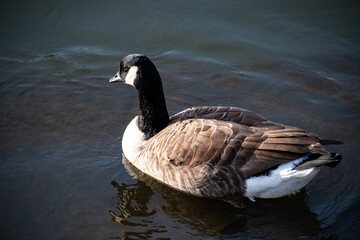 A close-up view of a Canada Goose on the water of the river Trent in Nottingham, UK.