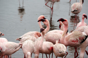 Flamants rose a Swakopmund, Namibie