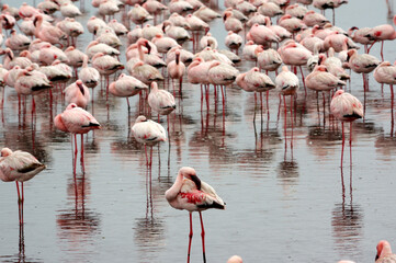 Flamants rose a Swakopmund, Namibie