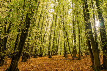 English forest from the leafy floor to the sky with tall trees