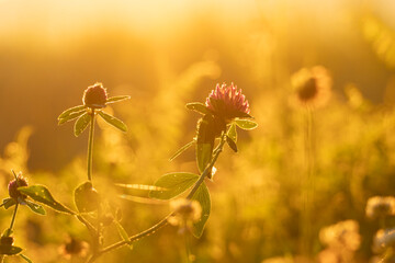 A beautiful red clover flowers blooming in the meadow during a golden summer sunrise. Seasonal scenery of Latvia, Europe.