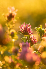 A beautiful red clover flowers blooming in the meadow during a golden summer sunrise. Seasonal scenery of Latvia, Europe.