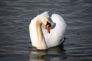 A close-up view of a Mute Swan paddling on the river Trent in Nottingham, UK.