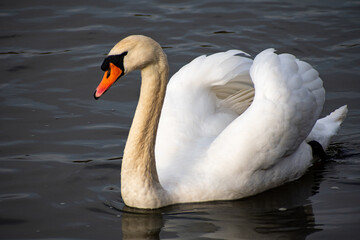 Fototapeta premium A close-up view of a Mute Swan paddling on the river Trent in Nottingham, UK.