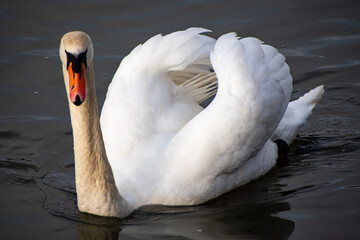 A close-up view of a Mute Swan paddling on the river Trent in Nottingham, UK.