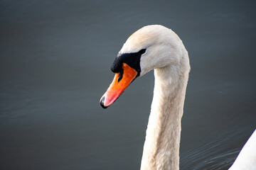 A close-up view of a Mute Swan paddling on the river Trent in Nottingham, UK.