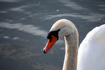 A close-up view of a Mute Swan paddling on the river Trent in Nottingham, UK.