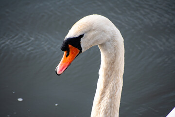 Fototapeta premium A close-up view of a Mute Swan paddling on the river Trent in Nottingham, UK.