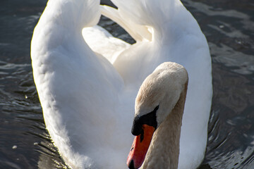 Fototapeta premium A close-up view of a Mute Swan paddling on the river Trent in Nottingham, UK.