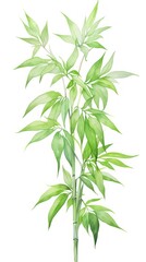 Fototapeta premium Chinese bamboo plant leaf freshness.