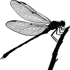 Black silhouette of a dragonfly with detailed wings resting on a branch insect black and white