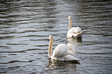 A pair of Mute Swans swimming on the river Trent in Nottingham, UK.