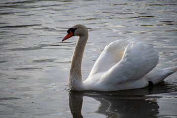 A close-up view of a Mute Swan paddling on the river Trent in Nottingham, UK.
