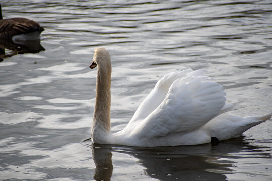 A close-up view of a Mute Swan paddling on the river Trent in Nottingham, UK.
